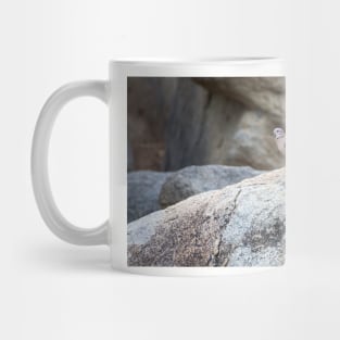 Eared Dove at Casibari Aruba Mug